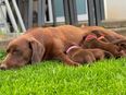 Süße schokobraune Labrador-Welpen ab Ende Mai abzugeben in 97993