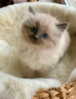 Reinrassige Ragdoll Kitten liebevolle Familienkatzen - Westerburg