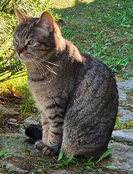 Ältere Katze sucht ein liebevolles Zuhause! - Hohen Neuendorf