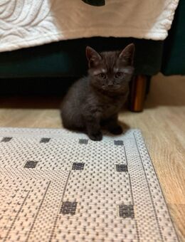 BKH Katze - Chemnitz