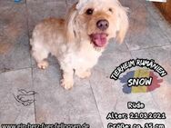 SNOW-aus der Hölle direkt zu dir? - Waakirchen