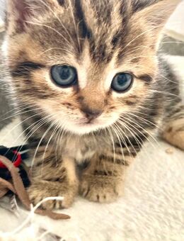 BkH Junge reinrassig Golden Black Tabby - Bremen