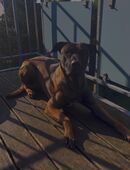 Bardino-mix Hund in 41462