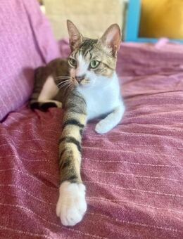 Apollo aus dem Tierschutz - Grevenbroich