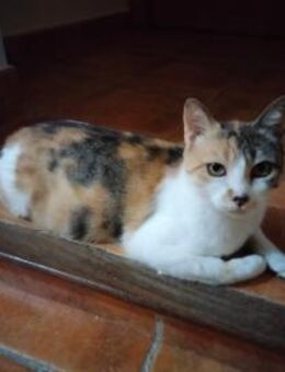 ganz liebe Mama mit tollen Kitten - Geisenheim