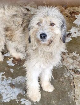 Sariyah, eine schmucke Hündin - Bochum