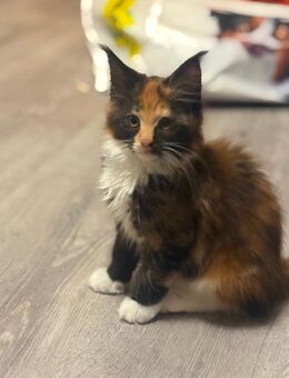 Maine Coon Kitten mit Stammbaum - Kerpen (Kolpingstadt)