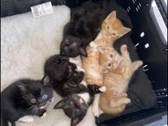 Kitten in Liebevolle Hände abzugeben! - Saterland