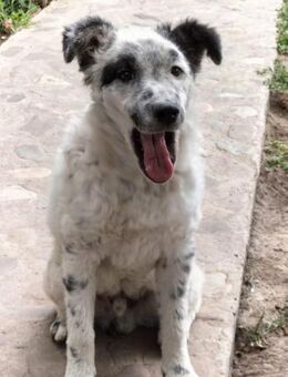 Snoppy sucht seine Herzensmenschen - Celle