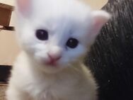 Biete weißes Maine Coon Kitten an - Gladbeck