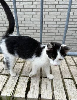 2 Kätzchen suchen ein neues Zuhause - Sulingen