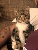 Junger verschmuster Kater in 22117