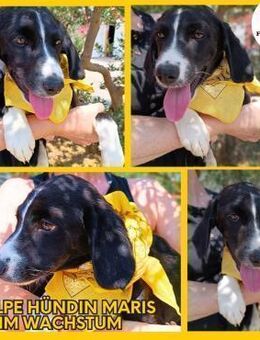 Maris Welpe Jagdhund Mischling Hündin - Margetshöchheim