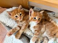 Süße Maine Coon Katzenbabys zu verkaufen/ red Tabby - Dahlem (Nordrhein-Westfalen)