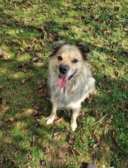 Nero - Hundesenior sucht sein Plätzchen - Duisburg