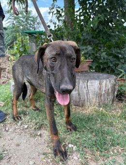 Valentino - hofft auf ein warmes Zuhause - Köln