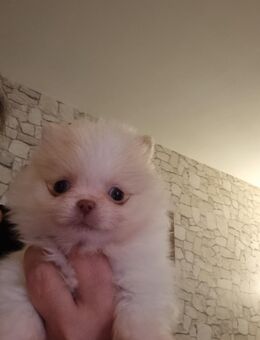 Pomeranian Welpen - Remscheid