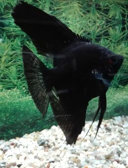 Skalar schwarz - Hohenroth