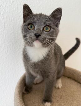 Kleiner Süßer Kater sucht liebevolles Zuhause - Gießen