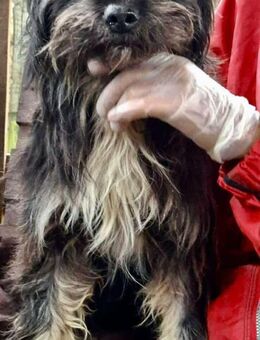 Freundlicher Junghund Anton - Koblenz