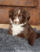 Miniature Australian Shepherd Welpen in 45529