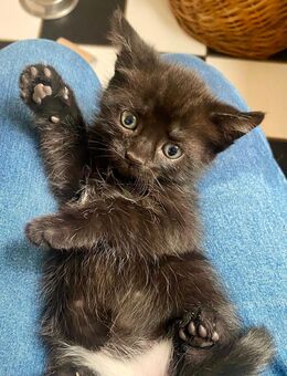 Katzenbabys - Gummersbach