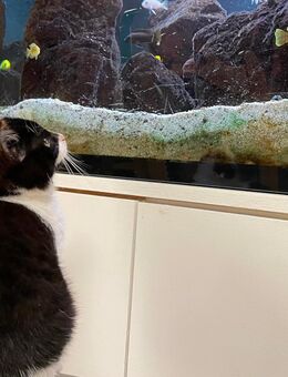 Süßes Kätzchen abzugeben - Lohmar