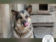 Dax – Munterer Senior sucht Zuhause - Kirchzell