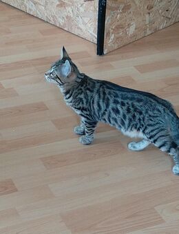 Bengal-Maine Coon Mix Weibchen und Männchen - Stützengrün
