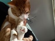 Zwei Kater abzugeben - Boizenburg (Elbe)