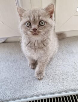 Bkh Tabby Kitten - Neuss