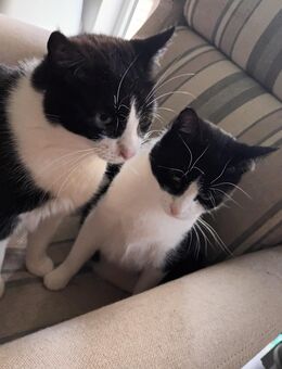 Katze und Kater Geschwister 2 Jahre alt geb 04.04.23 - Neuhaus (Oste)