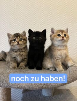 bkh kitten blue lillac golden shell - Gelsenkirchen