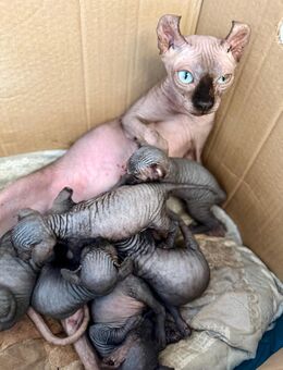 Zuckersüße Sphynxbabys suchen eine eigene Familie - Springe Zentrum