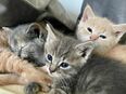 Verkaufe 3 kleine Katzen (2 Jungen, 1 Mädchen) BKH + Ragdoll Mix in 51373