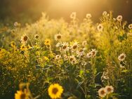 Für Garten-Fans & Naturliebhaber - Gartenwohnung mit großem Hobbyraum über 90m² Wohn-/Nutzfläche - Erlangen