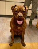 Mischling Hündin kastriert in 49326