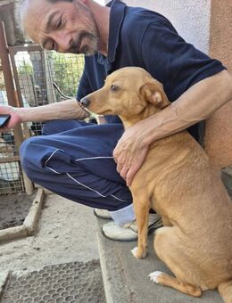 🐾 Sanfte Olgi sucht einfühlsames Zuhaus - Kassel