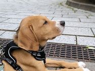 Beagle Mix Welpe abzugeben - Drochtersen