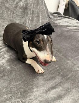 Miniature Bull Terrier 2 Jahre alt (Hündin unkastriert) - Berlin