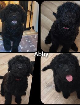 Verkaufen Lagotto-Doodle-Welpen - Rackwitz