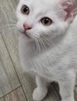 Katze sucht liebevolles Zuhause - Bochum