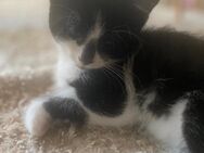 Ein Baby wartet noch ❤️ - Goslar