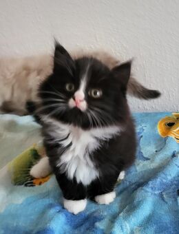 Reinrassige sibirische Neva Masquarade Kitten Babykatzen für Allergieger geeignet - Aachen