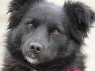 Molly absolut Anfänger geeignet - Flörsheim-Dalsheim