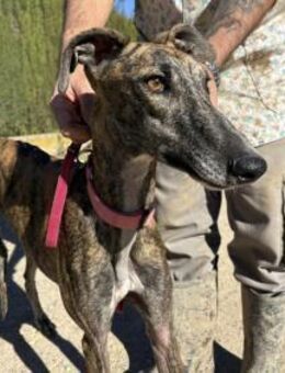 Alma - hübsch und schüchtern - Heppenheim (Bergstraße)