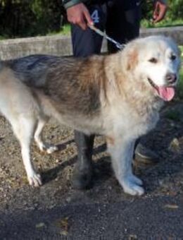 Maci - sucht aktive Familie - Marktleugast