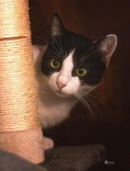 Pia sucht Kuschelplatz - Ellerbek