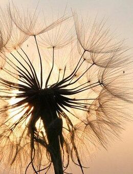 Papermoon Fototapete Pusteblume