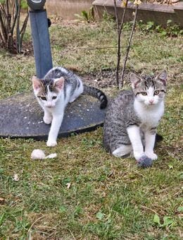 2 kleine süße Kitten abzugeben - Fürth